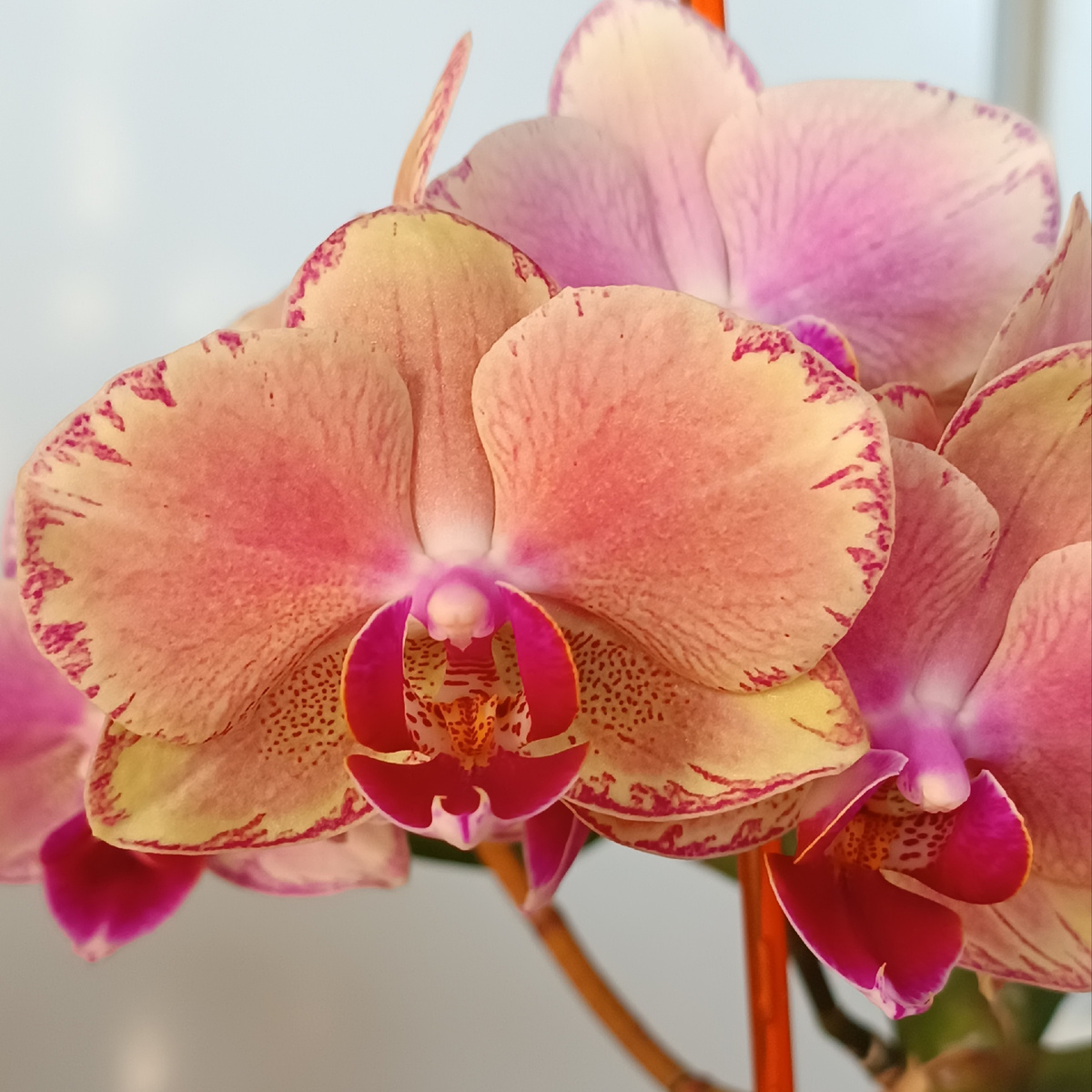 Обложка статьи. Фаленопсис Пират Пикоти снова дорастил цветонос