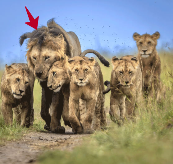 Вот он, его узнавали сразу по морде