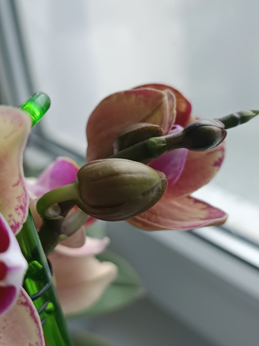 Обложка статьи. Фаленопсис Пират Пикоти, лето 2025