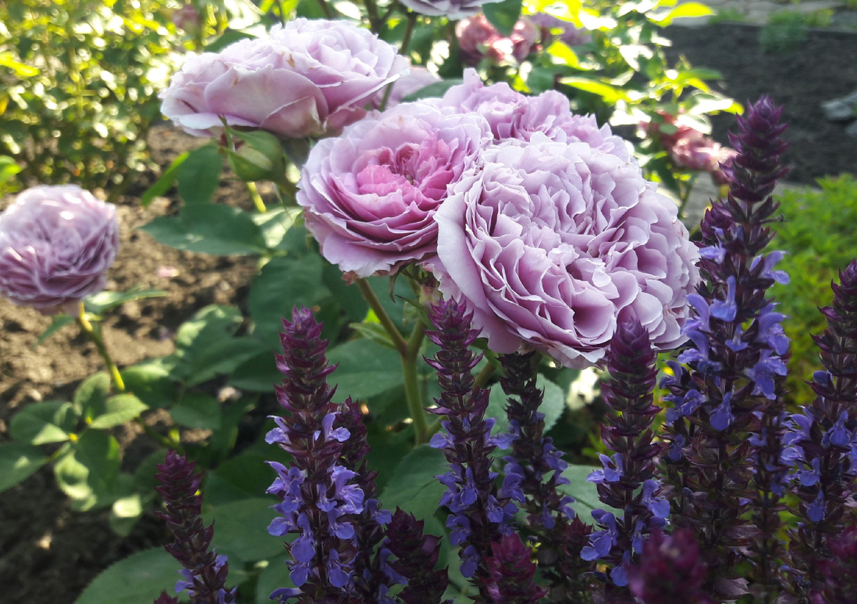  Lavender Ice (Лавендер Айс)