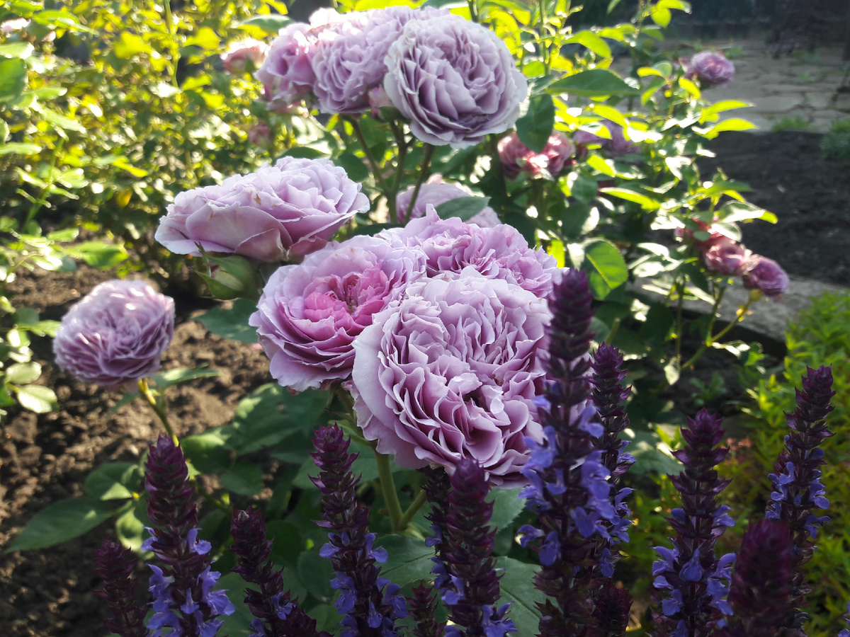  Lavender Ice (Лавандер Айс)