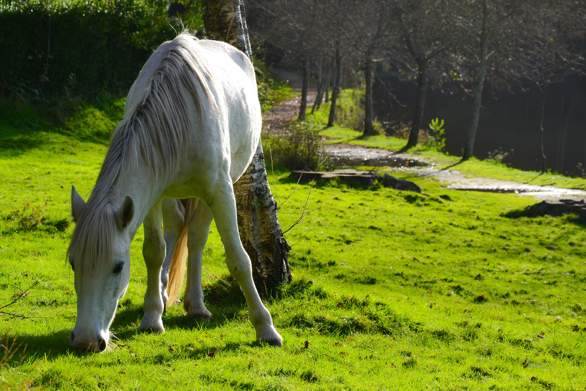 Белая лошадь