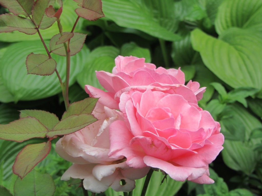 Розовая роза. Фото автора.