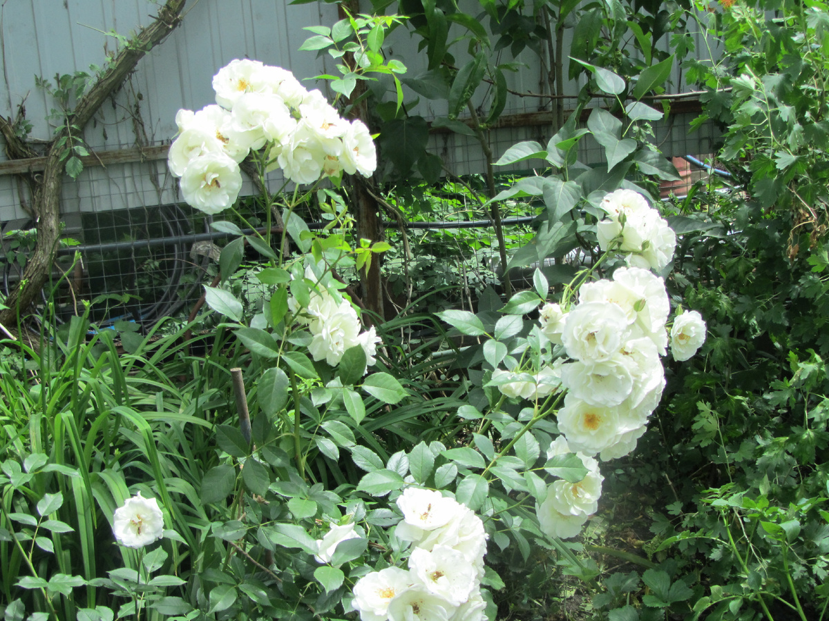 Плетистая белая роза. Фото автора.