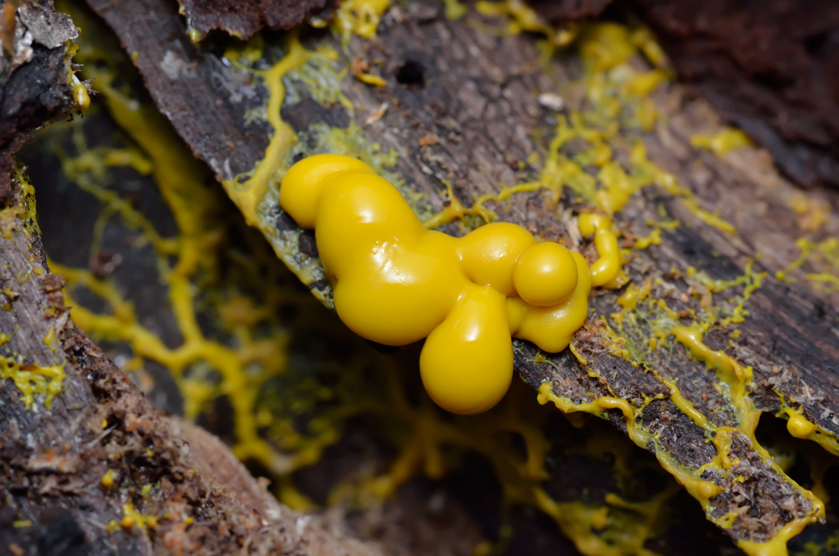 Фулиго гнилостный