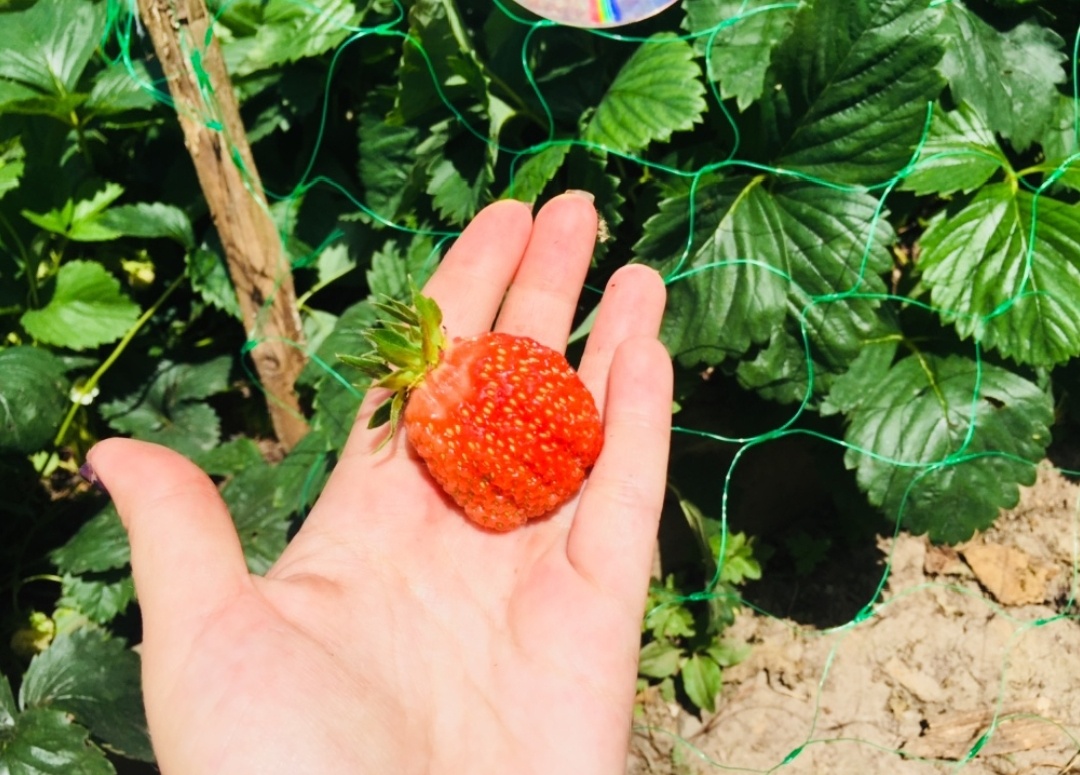 Ягодки 🍓 супер!