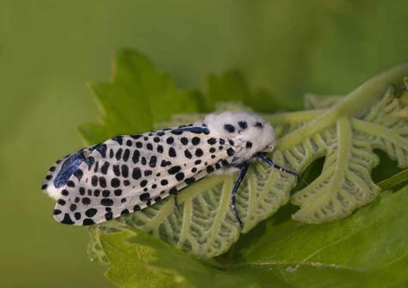 Фото из открытых источников (древесница)