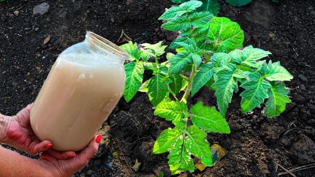 Томаты сразу заплодоносят и дадут крупный урожай, если внести удобрение 1 раз в июне под томаты