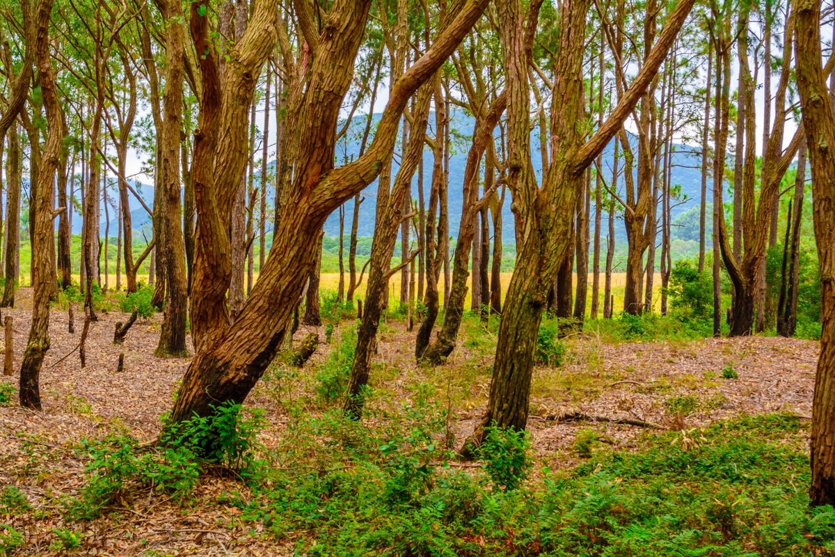 Здесь есть настоящие маслята!