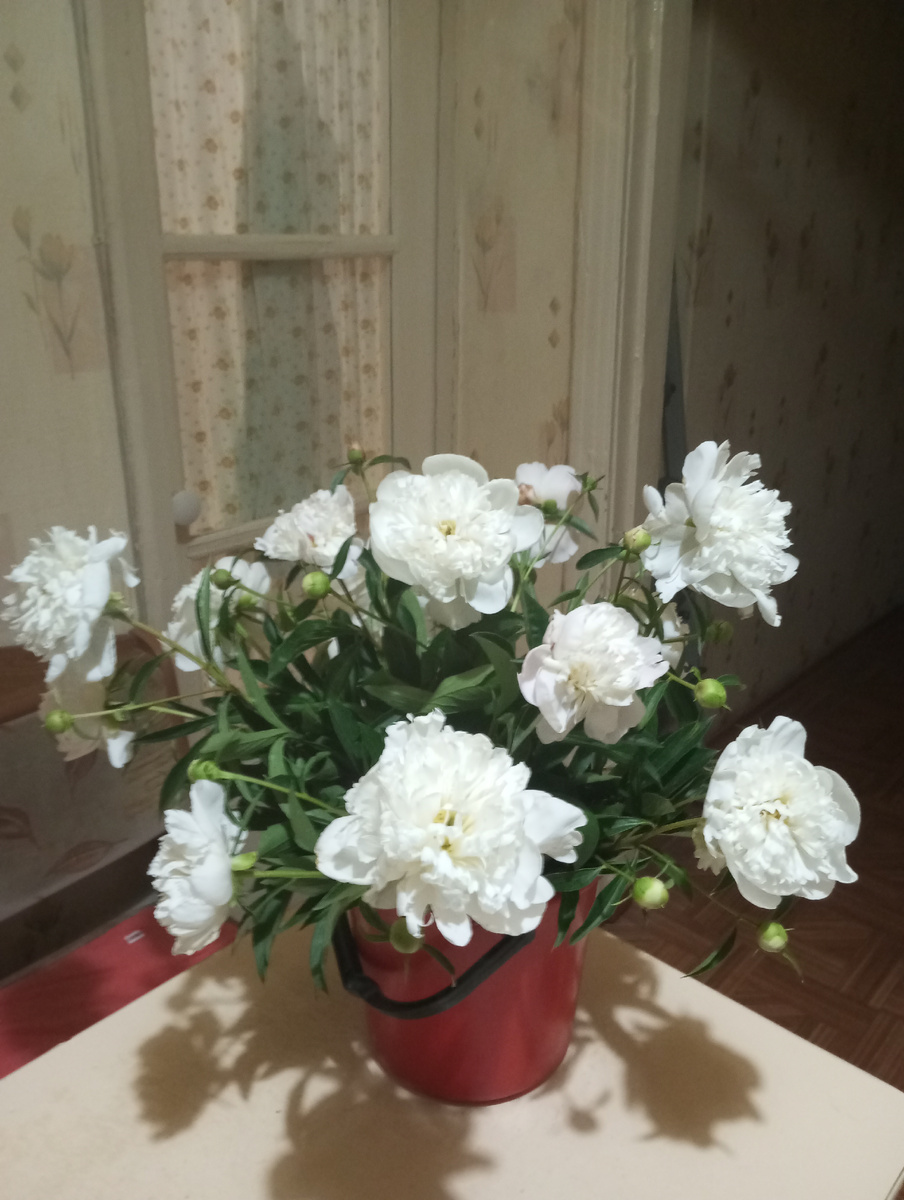 Пионы из нашего сада. Фото автора 