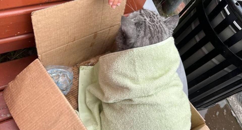    Telegram/пресс-служба МЧС России