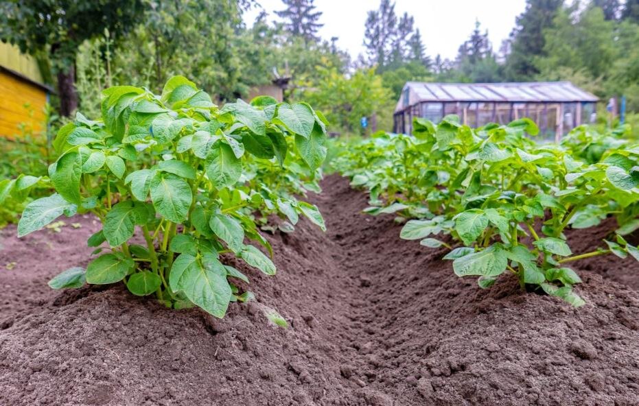    Shutterstock/FOTODOM