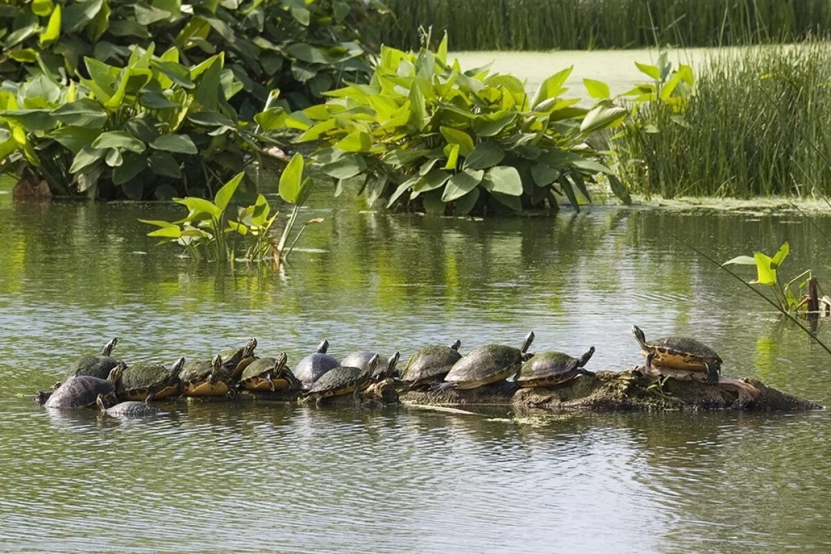    Школьники из села под Хабаровском выходили 120 краснокнижных черепах