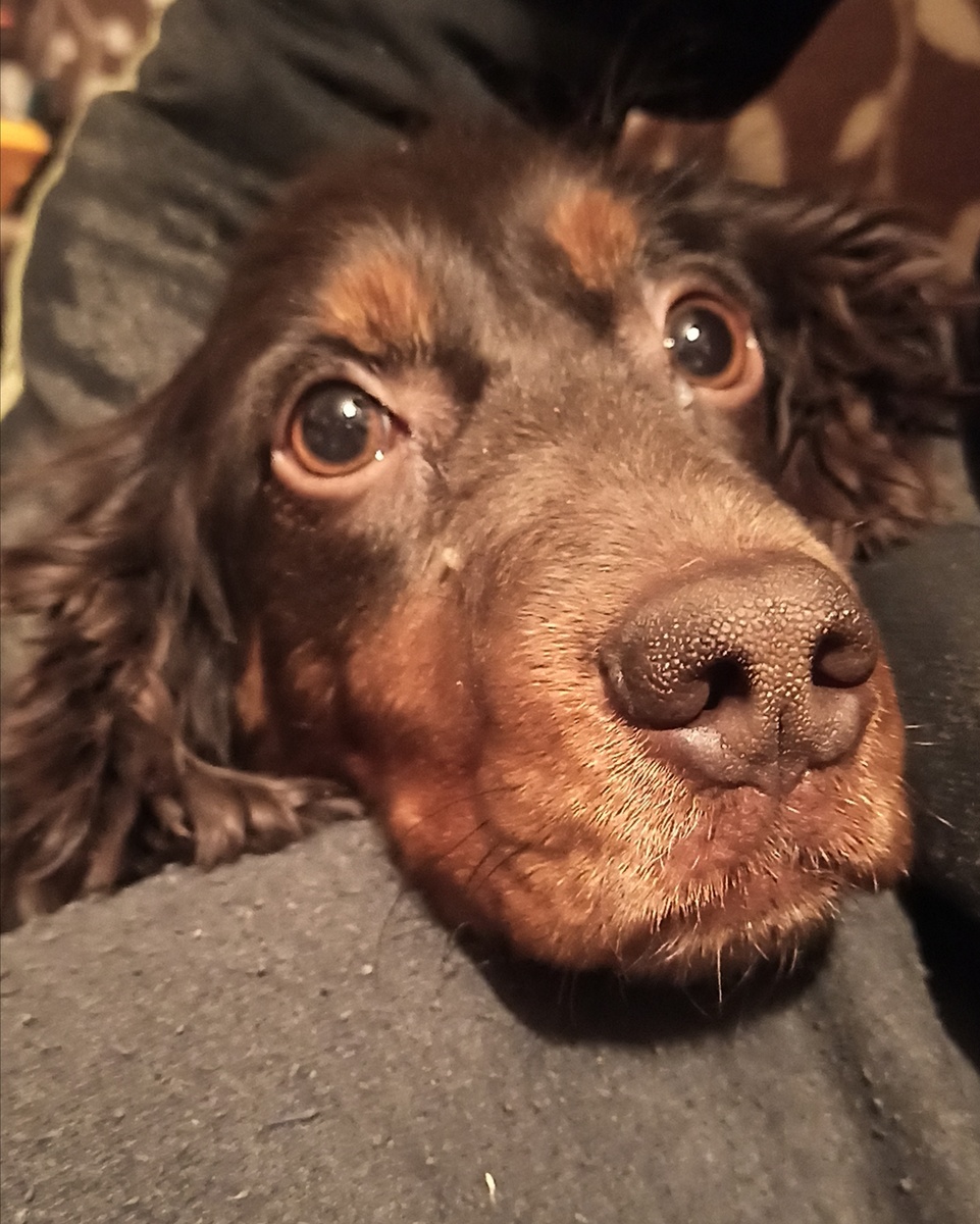 Захват территории всегда происходит при помощи гипнотического взгляда😅