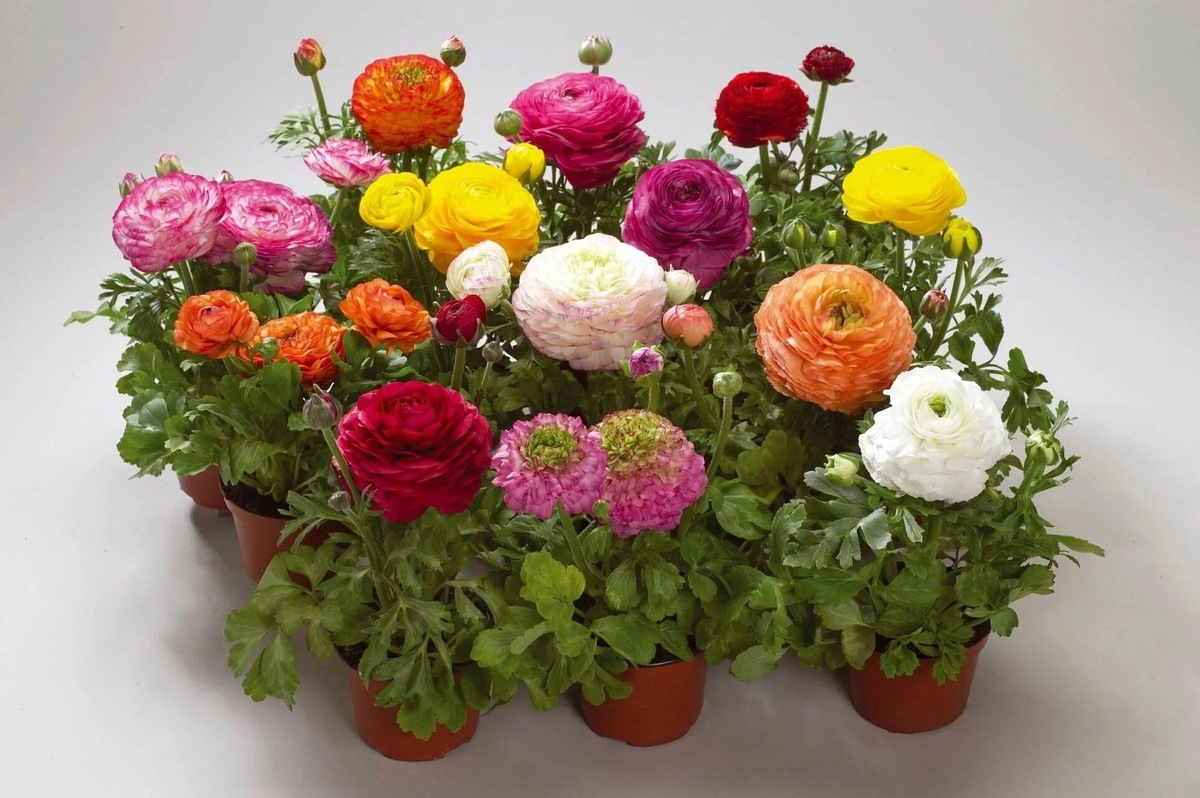 Виды ранункулюсов