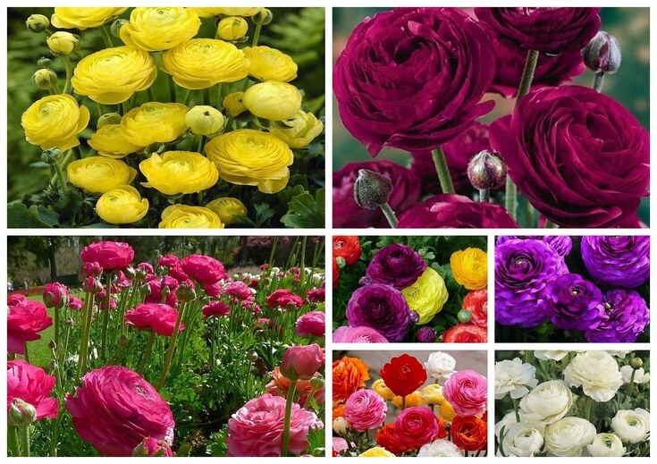 Цветы лютик