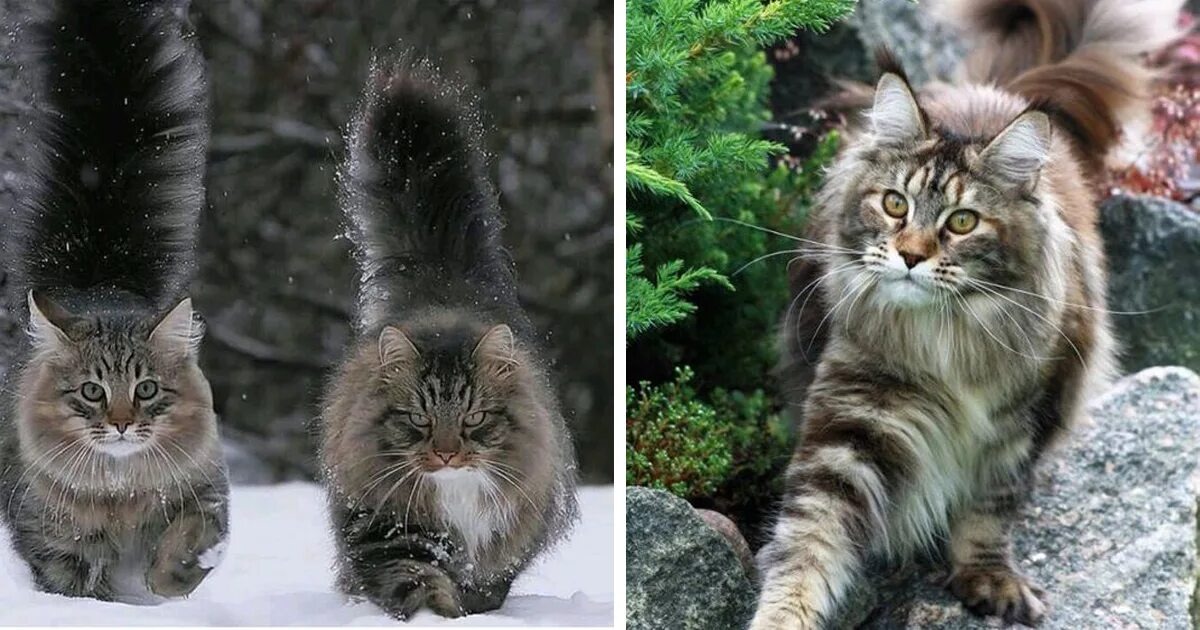 Хвост сибирской кошки больше чем хвост норвежской лесной кошки. Зато норвежская лесная кошка хорошо лазает по деревьям 