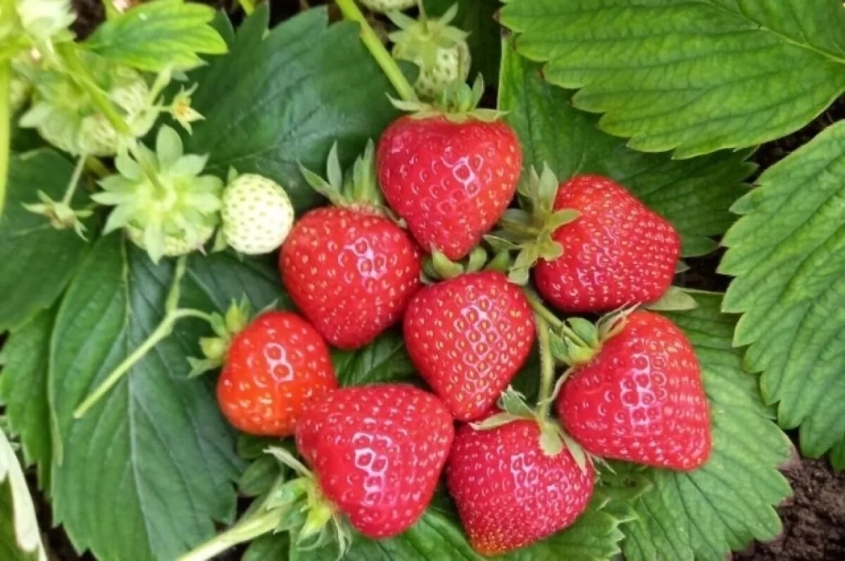    «Алмаз» — земляника селекции Зеры Арифовой