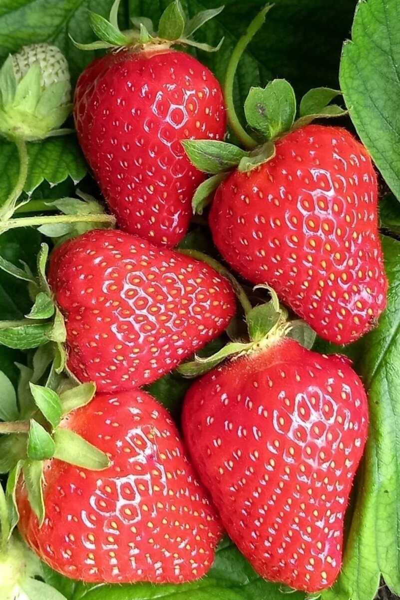    «Зарина» — земляника селекции Зеры Арифовой. Фото: личный архив/ Зера Арифова