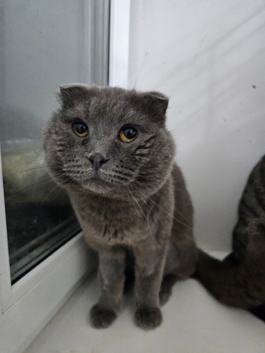 Фото автора. Пасхаль болеющий фип.