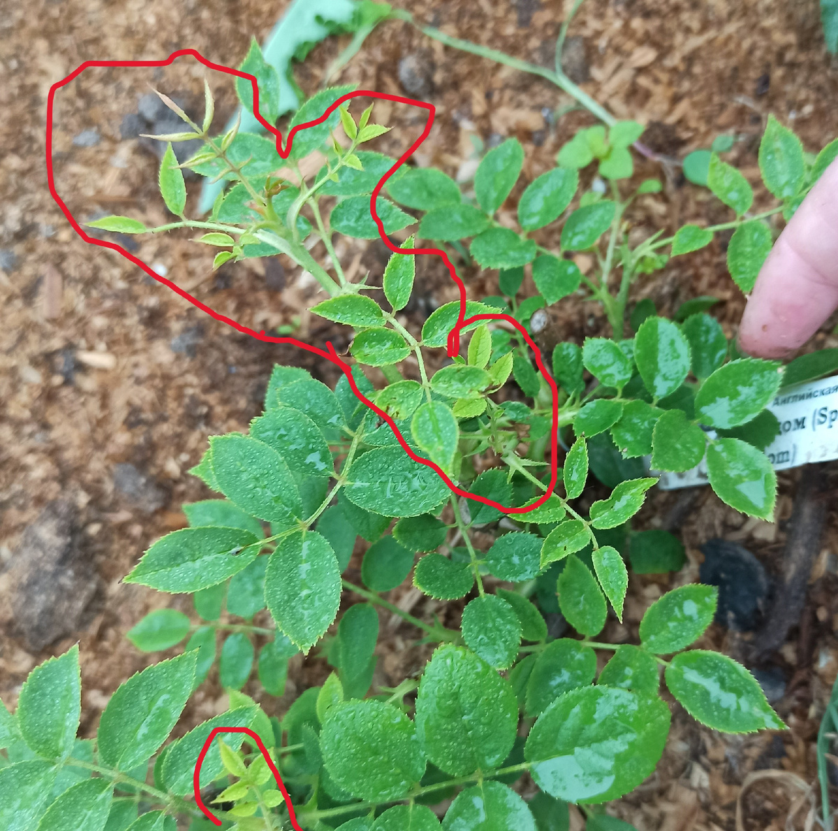 Спирит оф фридем, тонкие побеги мелкие скрученные хлорозные листья. Корявые и тонкие бутоны или их полное отсутствие. 