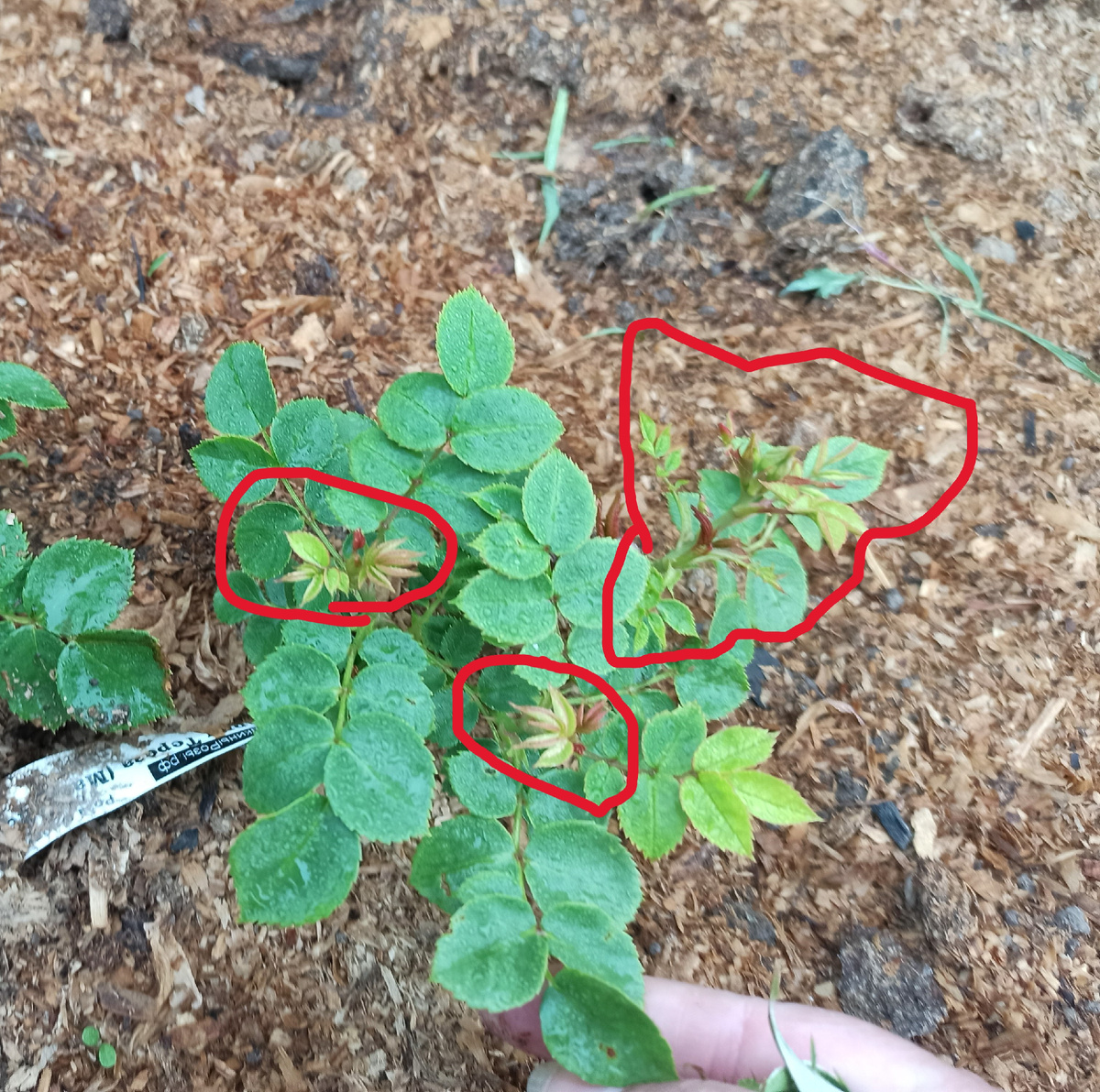 Мария Тереза изуродованные мелкие листья.