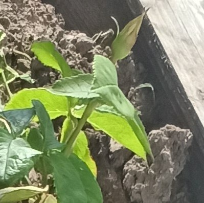 Пинки пй первые бутоны были вот такие острые и уродливые не раскрывались, потом и листься с корявыми побегами пошли к сожалению других фото не сохранилось.