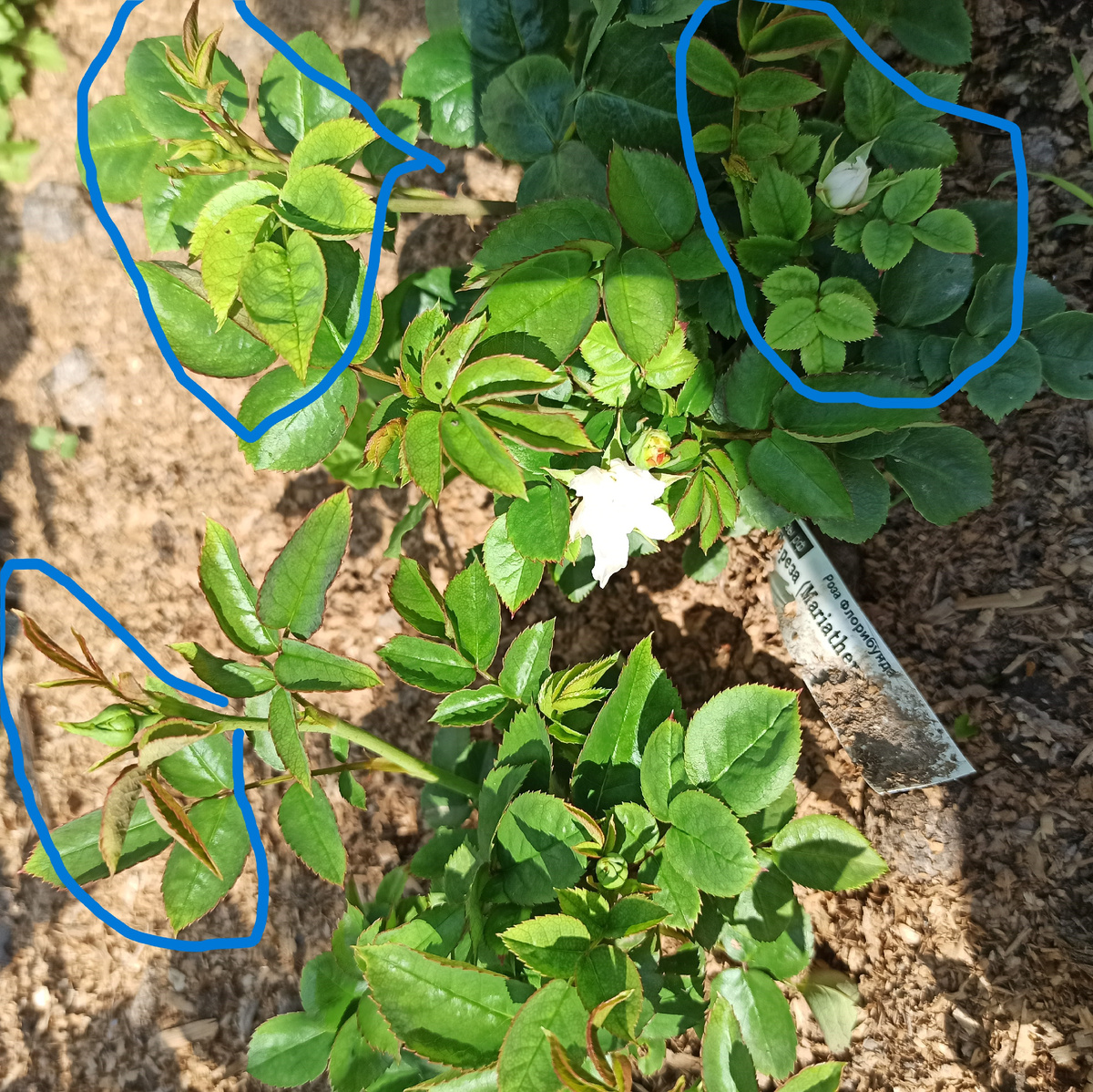 Мария Тереза