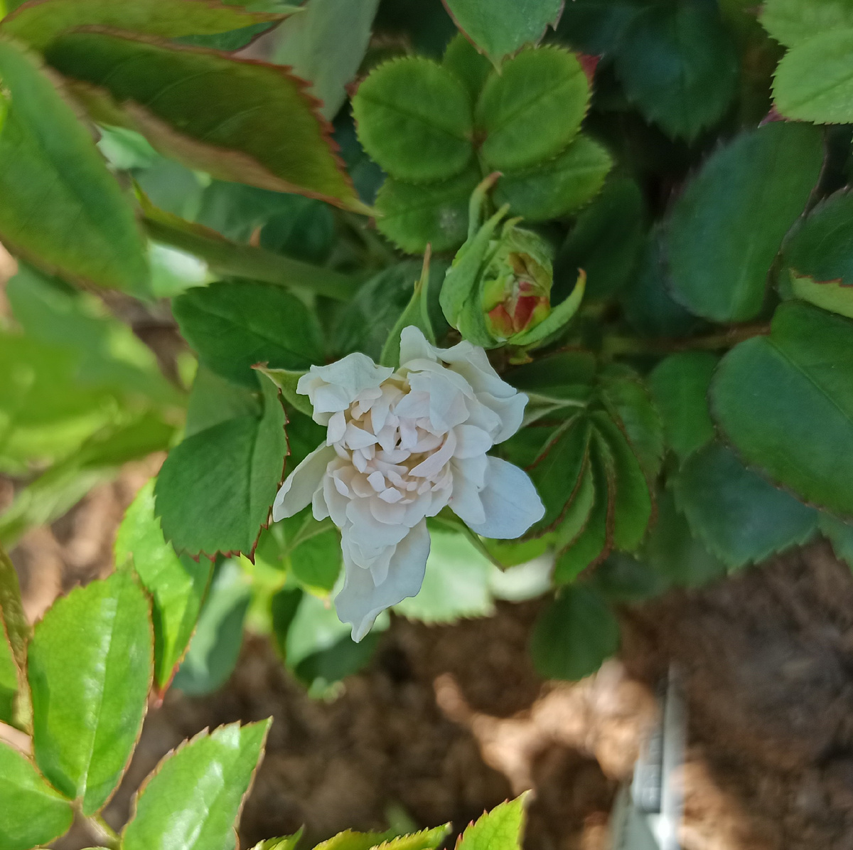 Мария Тереза