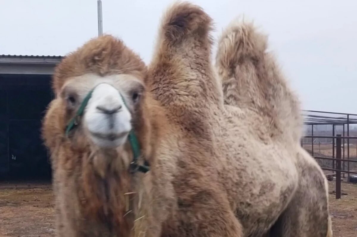    Верблюд, сбежав от владельца, примкнул к лосям в Нижегородской области