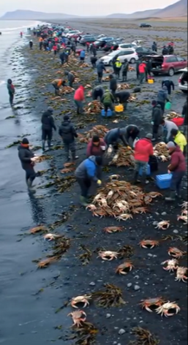 Налетай, братцы... Халява... Нашествие крабов на Халактырский пляж.