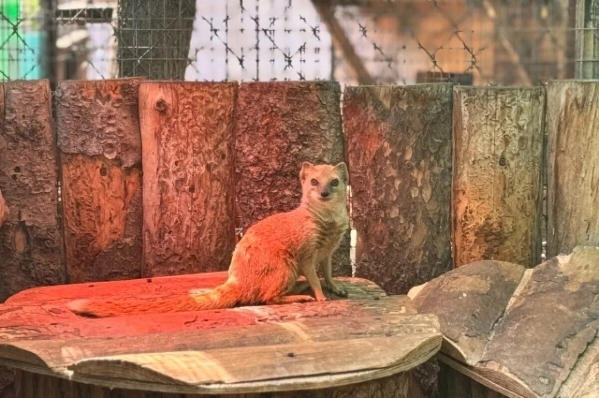    В Пермском зоопарке теплолюбивые животные переехали в летние вольеры