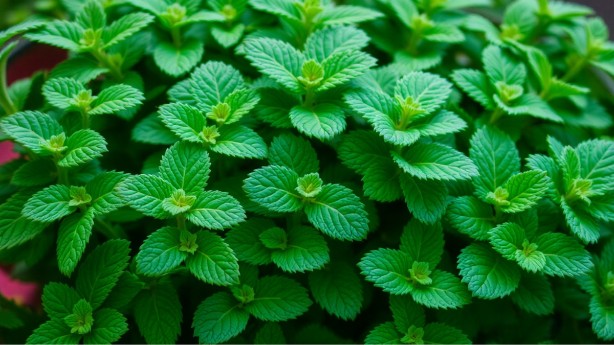 Почему тень — это подарок, а не проблема?