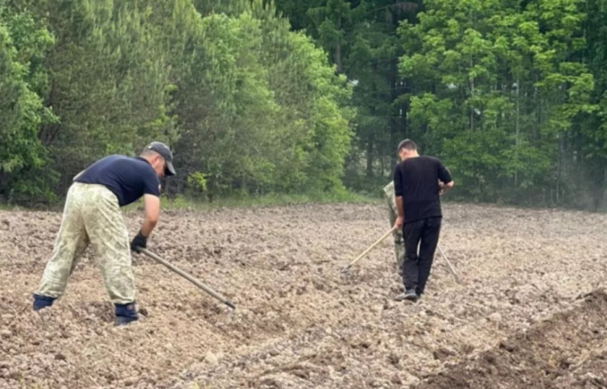    Миллион сеянцев кедра высадят в Хабаровском крае