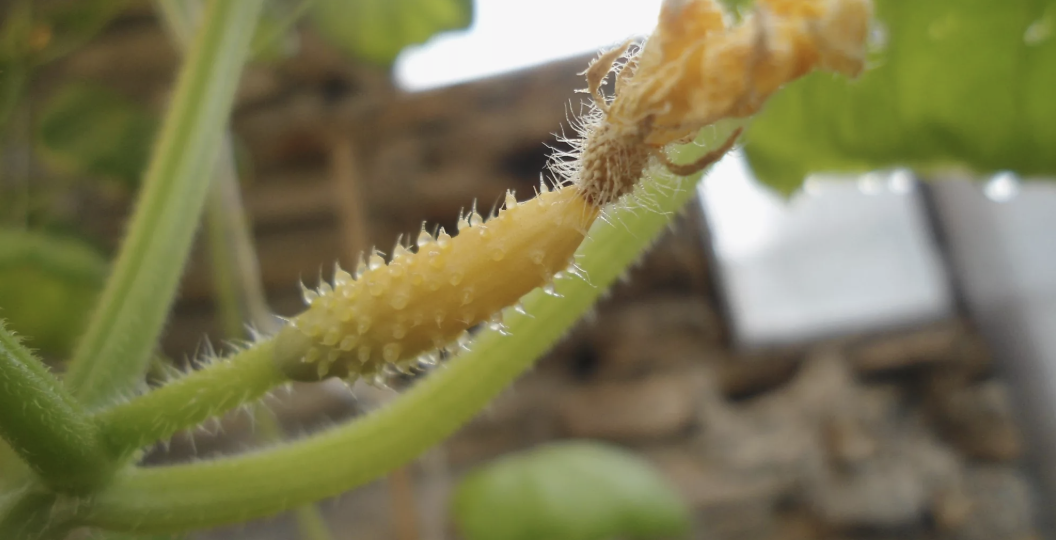 Почему желтеют и опадают завязи огурцов: причины и решение