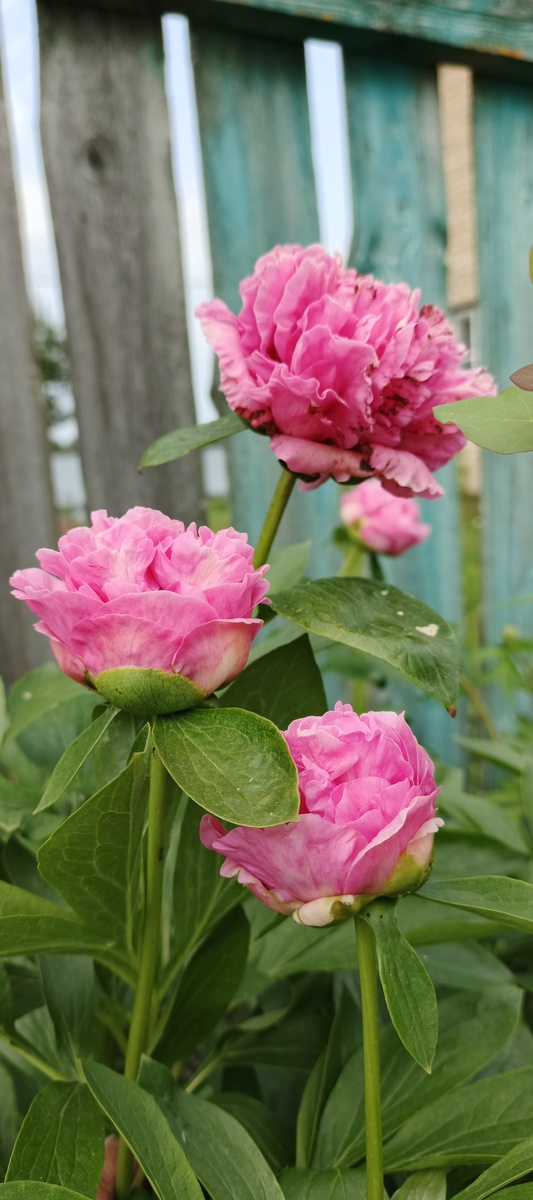 Пион carnation bouquet. Начало роспуска.