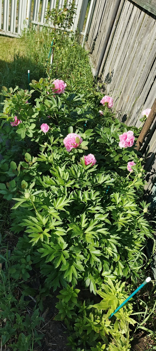 Пион carnation bouquet в центре. Перед ним - Бартзелла.