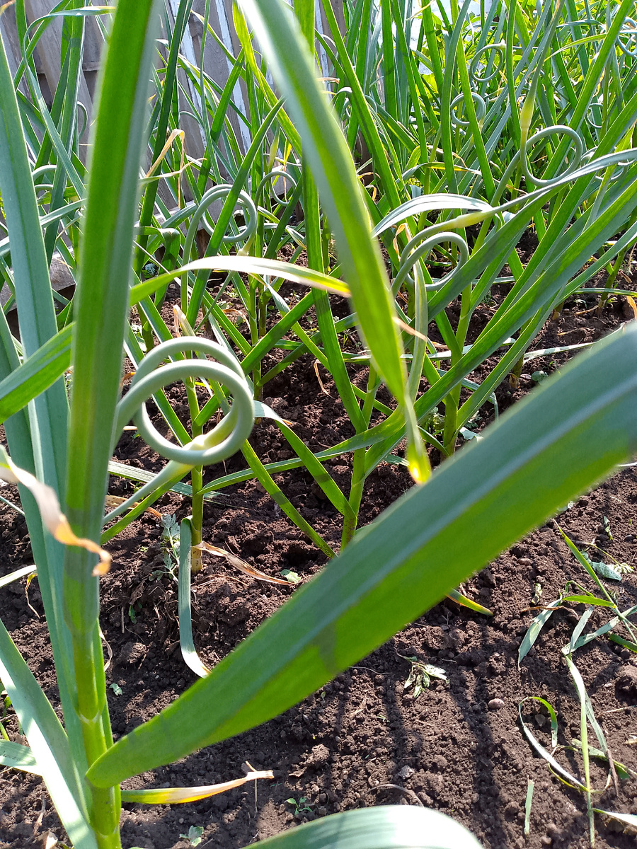 Первый раз вижу, чтоб так дружно все стрелки закрутились