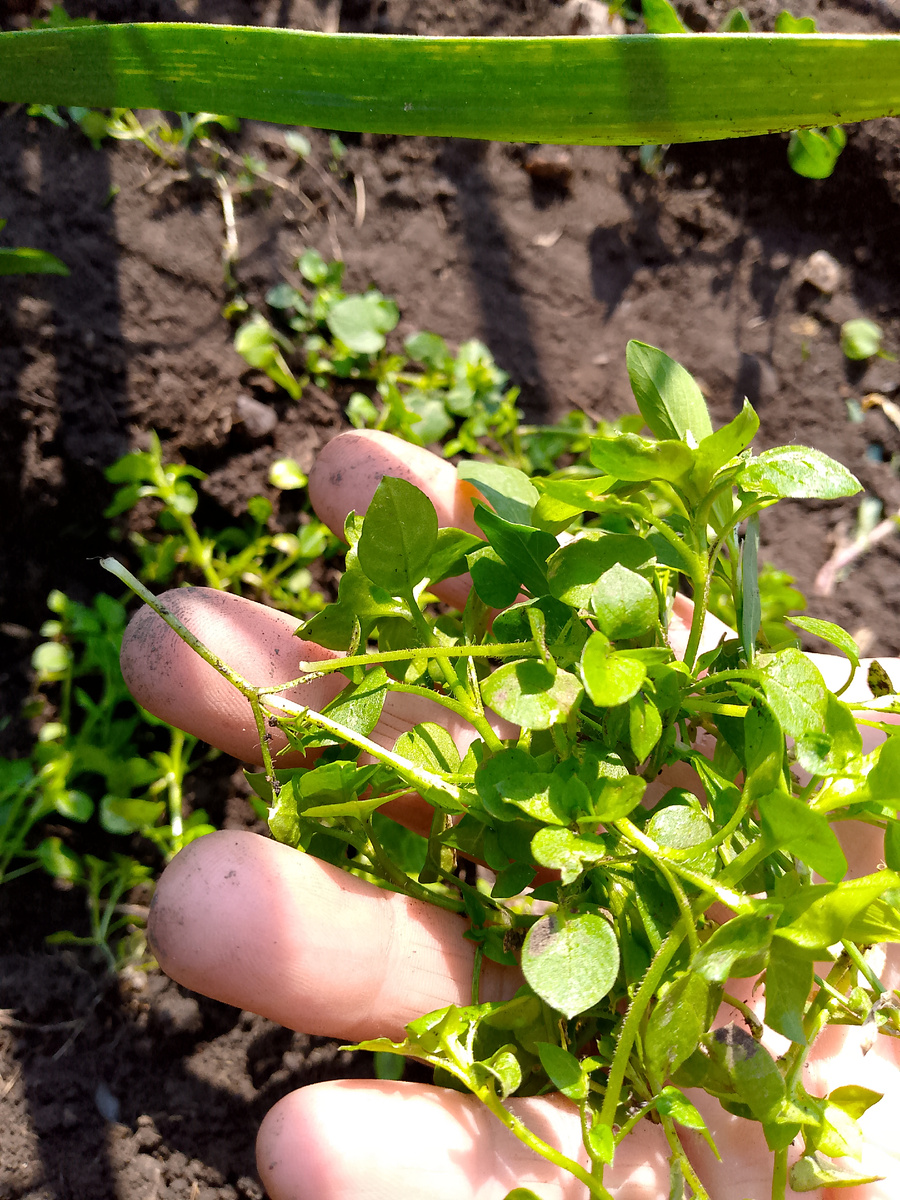 Что за гость незваный?