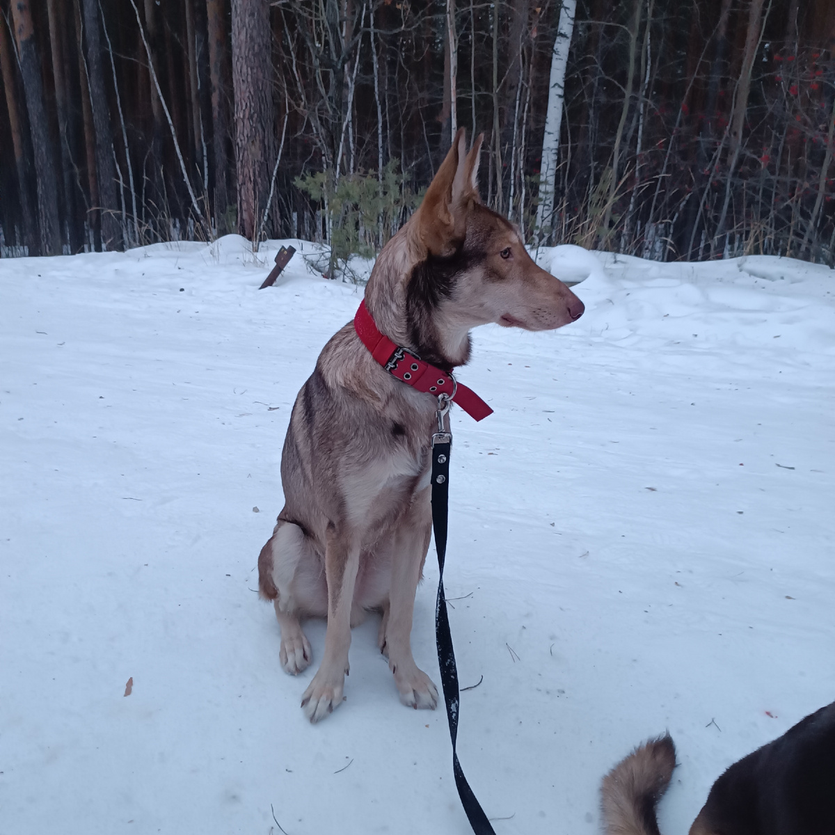 Собаки ждут,пока мы с сыном пьем чай.