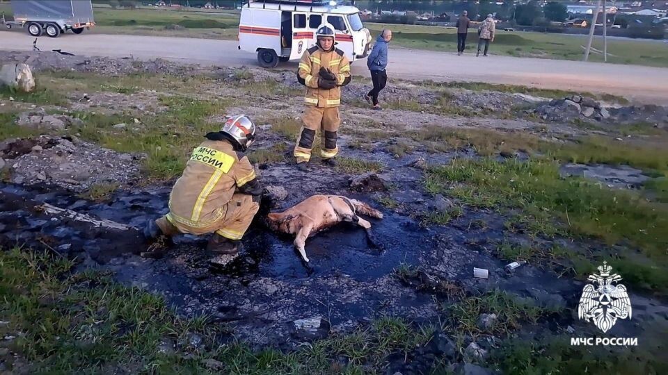    Жеребенок застрял в битуме. Источник: ГУ МЧС РФ по Республике Алтай