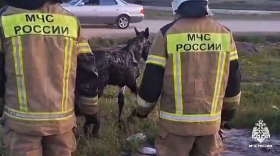    Жеребенок застрял в битуме. Источник: ГУ МЧС РФ по Республике Алтай