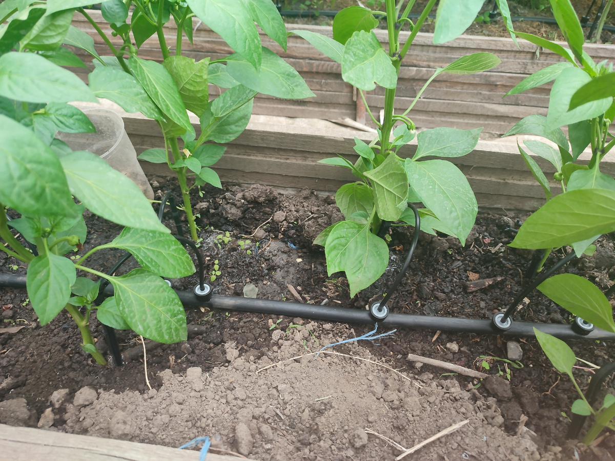 Капельный полив