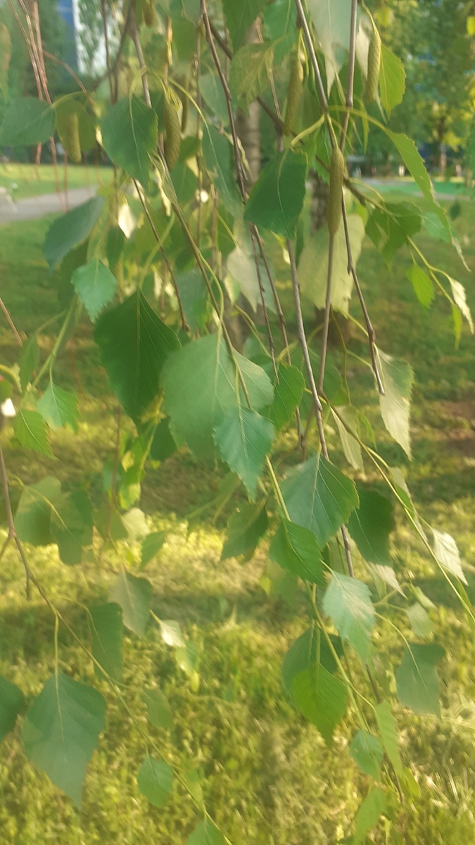 Березка, как один из символов Праздника