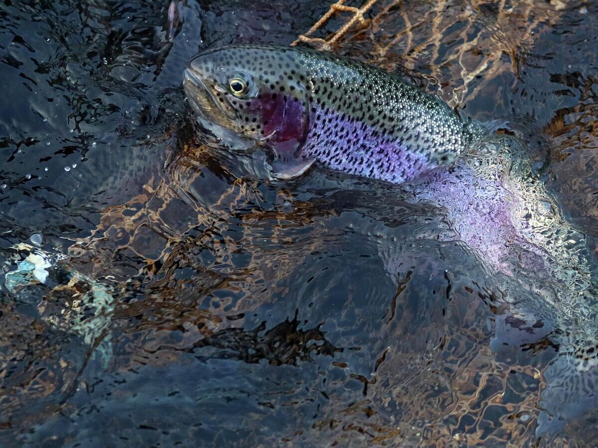    Форель© РИА Новости / Илья Наймушин