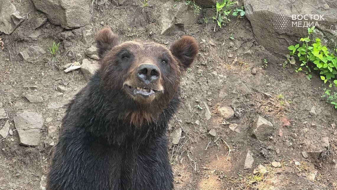     Источник: vostokmedia.com