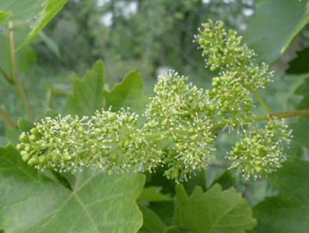 Цветение в разгаре.