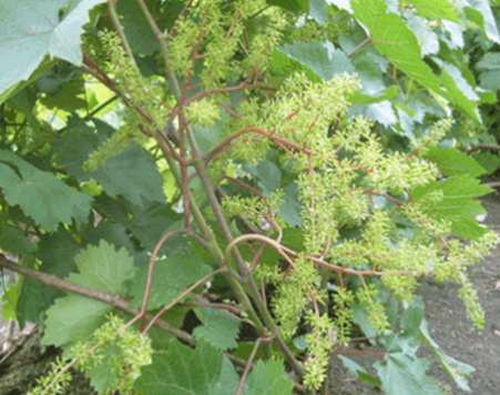 Окончание цветения.