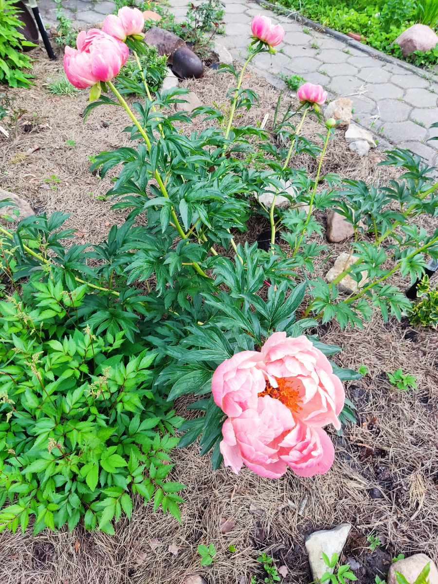 Пионы цветут у всех, но коралловый, конечно отдельного внимания заслуживает. Кстати, эта клумба для роз. Там высажены и пять новых из питомника Овчарова. Просто они получены ближе к концу мая и ещё только наращивают листочки 