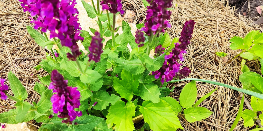 Мой почти малоуходный сад.